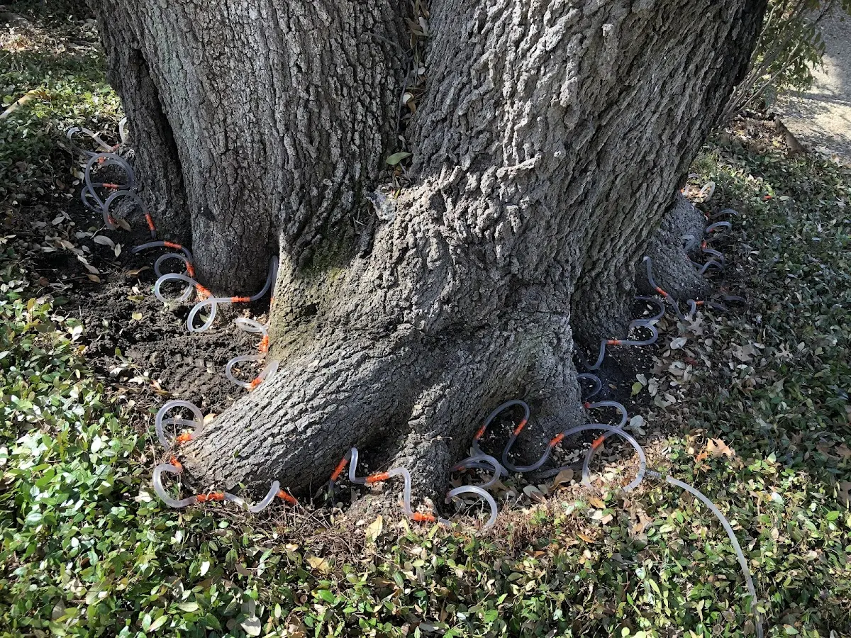 Detailed Tree Cabling and Bracing job site in Gwynedd Valley