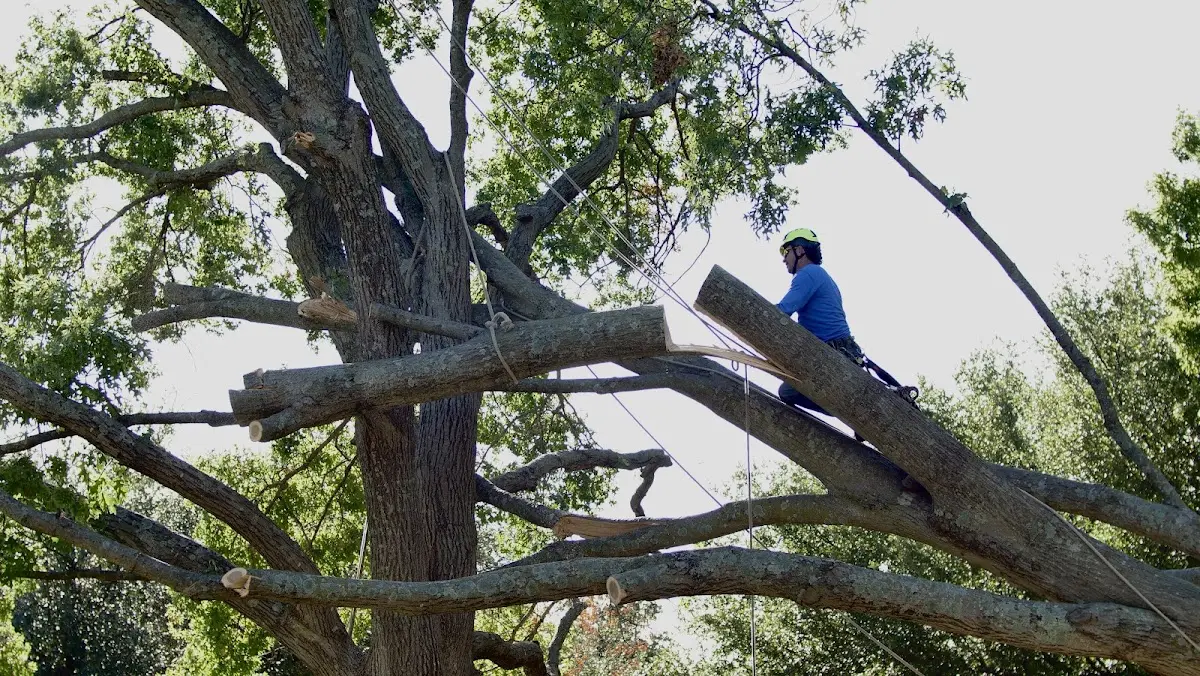 Professional Crown Thinning performed by certified arborists in Gwynedd Valley