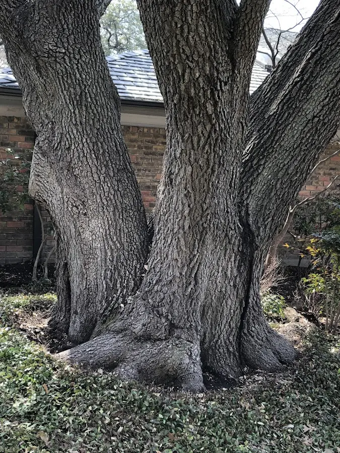 Mature heritage tree close to a Gwynedd Valley property cared for by certified arborists